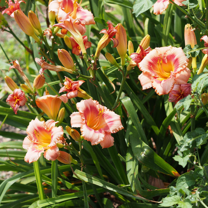 Daylily, Strawberry Candy Daylily