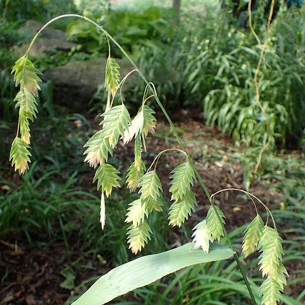 Grass, River Oats, Inland Sea Oats