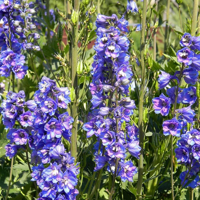 Delphinium, Guardian Blue