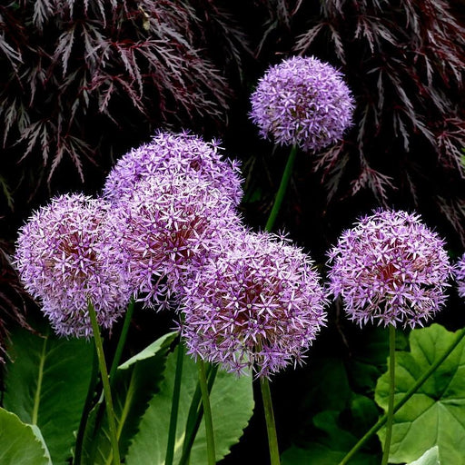 Allium, Globemaster Ornamental Onion