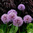 Allium, Globemaster Ornamental Onion