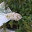 Butterfly Bush, Pugster White® Butterfly Bush