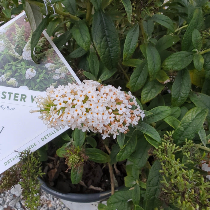 Butterfly Bush, Pugster White® Butterfly Bush
