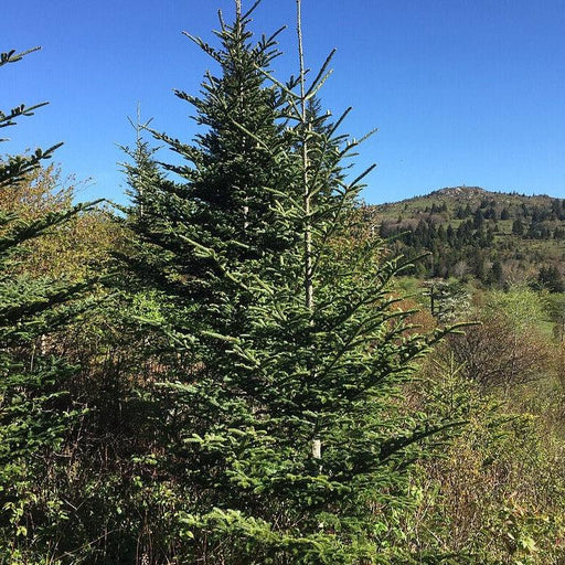Fir, Fraser Fir