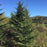 Fir, Fraser Fir