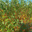 Willow, Winter Torch Willow