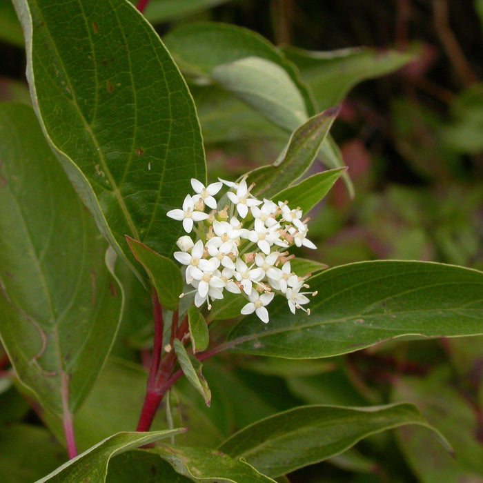 Dogwood, Bailey Red Twig Dogwood