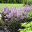 Beardtongue, Midnight Masquerade