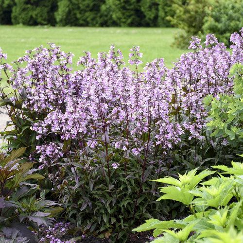 Beardtongue, Midnight Masquerade