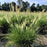 Grass, Hameln Fountain Grass