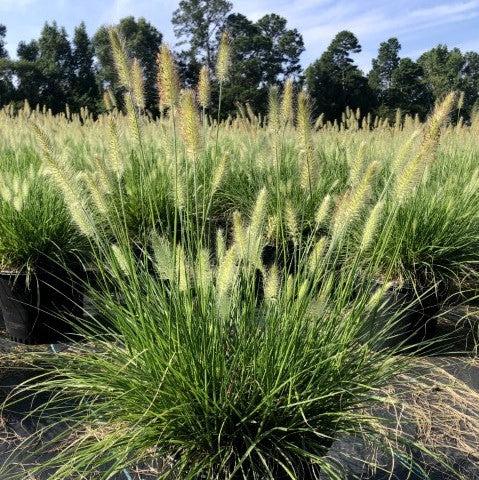 Grass, Hameln Fountain Grass
