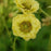 Geum 'Banana Daiquiri'  - Cocktails™ Banana Daiquiri Avens