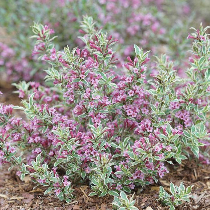 Weigela, My Monet Purple Effect® Weigela