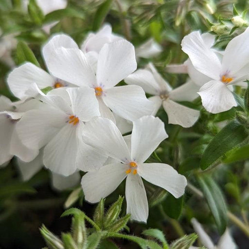 Phlox, Woodlander White Phlox