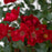 Rose, Scarlet Drift® Rose