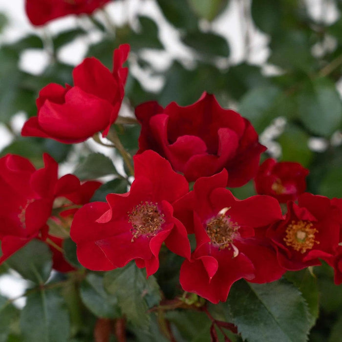 Rose, Scarlet Drift® Rose