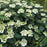 Hydrangea, Haas' Halo Hydrangea