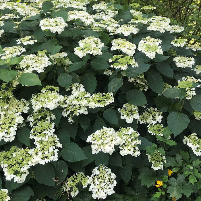 Hydrangea, Haas' Halo Hydrangea
