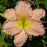 Daylily, Jolyene Nichole Daylily