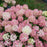 Hydrangea, Proven Winners® Fire Light Tidbit® Hydrangea