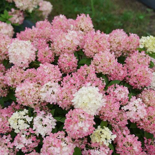 Hydrangea, Proven Winners® Fire Light Tidbit® Hydrangea