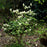 Fothergilla, Mountain Witch-Alder, Tall Fothergilla