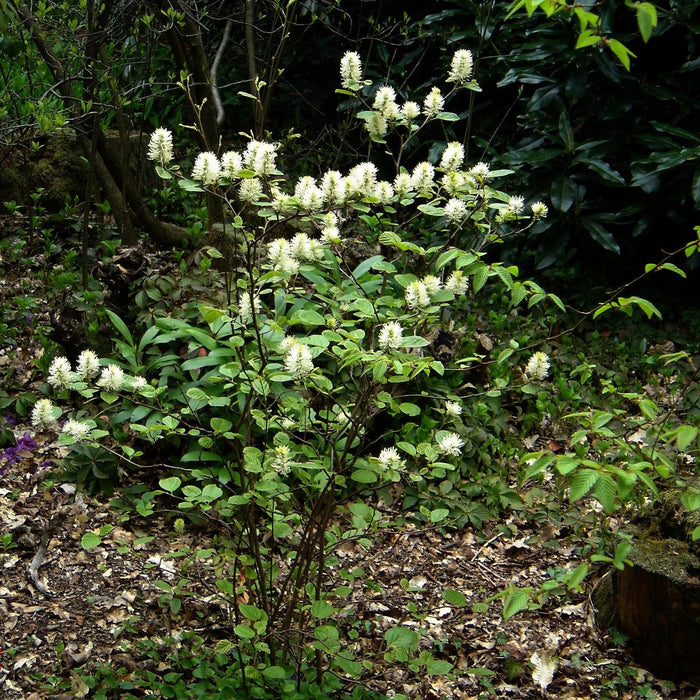 Fothergilla, Mountain Witch-Alder, Tall Fothergilla