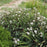 Snakeroot, Chocolate Snakeroot