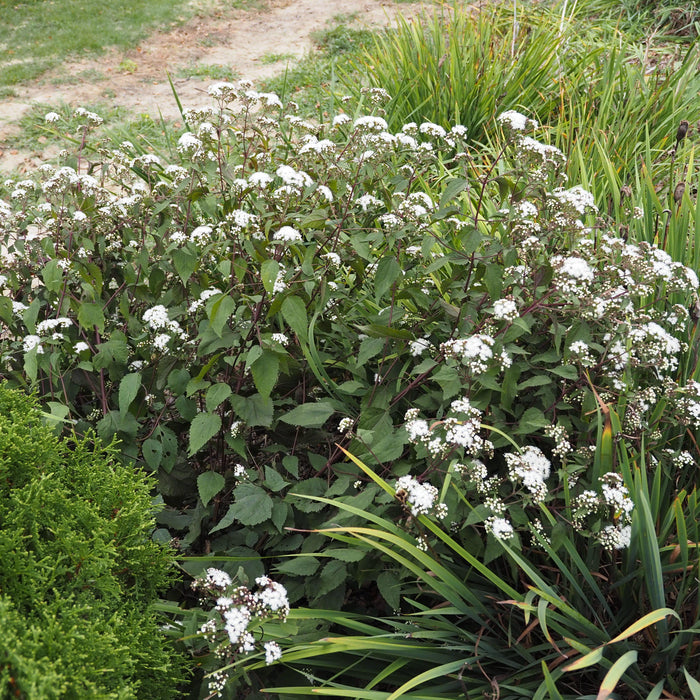 Snakeroot, Chocolate Snakeroot