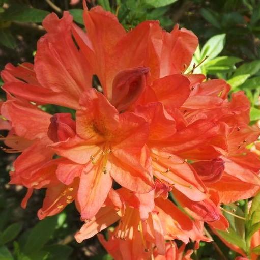 Azalea, Mandarin Lights Native Azalea