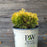 Arborvitae, Anna's Magic Ball® Arborvitae