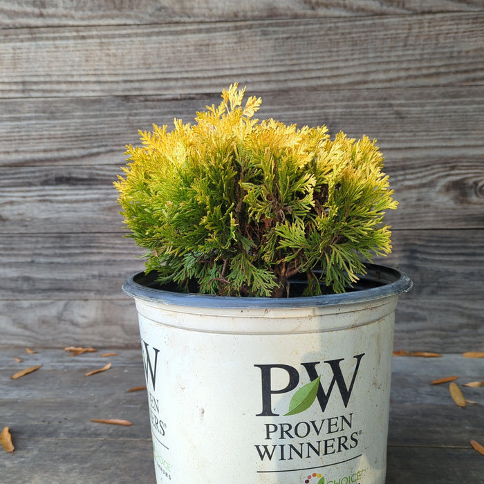 Arborvitae, Anna's Magic Ball® Arborvitae