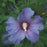 Hibiscus, Azurri Blue Satin® Rose of Sharon