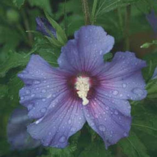 Hibiscus, Azurri Blue Satin® Rose of Sharon