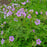 Cranesbill, Wild Cranesbill
