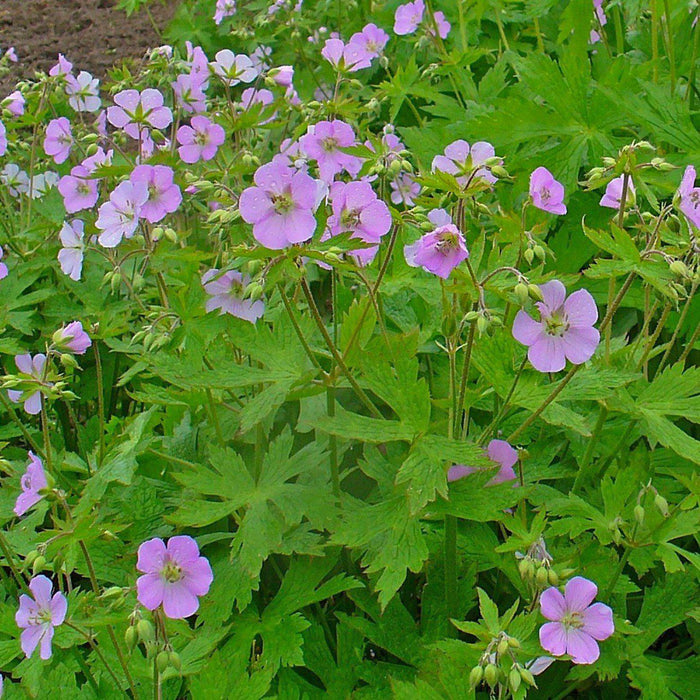 Cranesbill, Wild Cranesbill