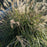 Grass, Adagio Maiden Grass