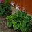 Hosta, Frances Williams Hosta