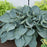 Hosta, PW® Shadowland® Above The Clouds Hosta