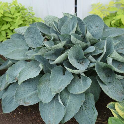 Hosta, PW® Shadowland® Above The Clouds Hosta