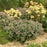 Sedum, Rock 'N Grow® Coraljade Stonecrop