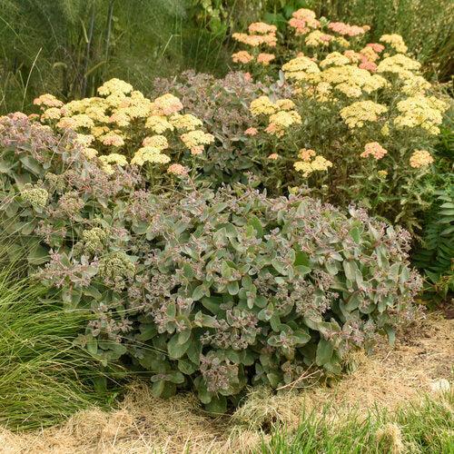 Sedum, Rock 'N Grow® Coraljade Stonecrop