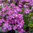 Phlox, Spring Purple Creeping Phlox