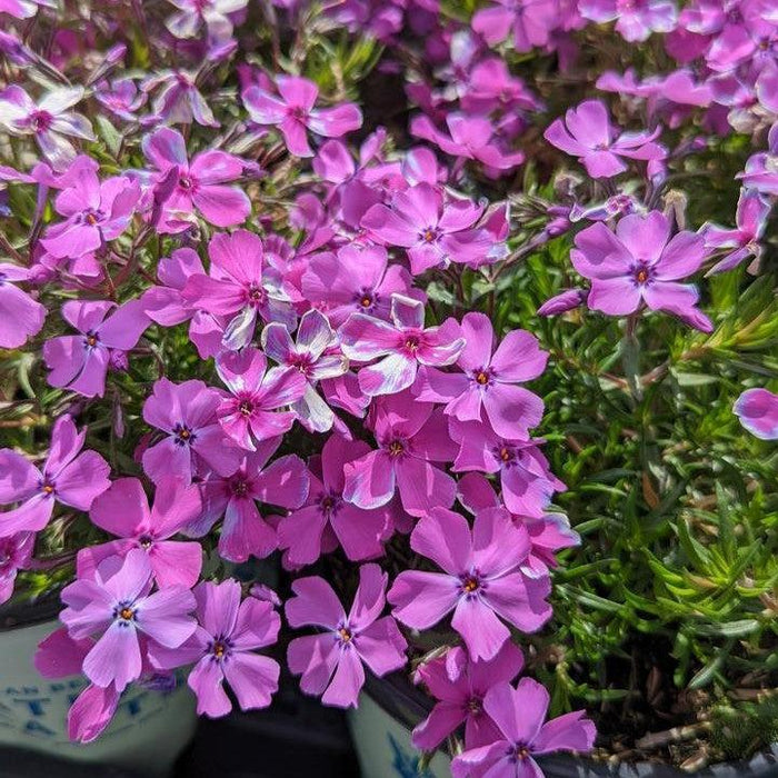 Phlox, Spring Purple Creeping Phlox