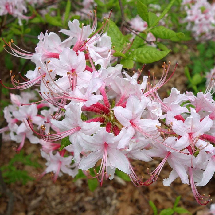 Azalea, Pinxterbloom Azalea