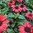 Coneflower, Panama Red Echinacea