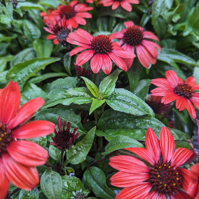 Coneflower, Panama Red Echinacea