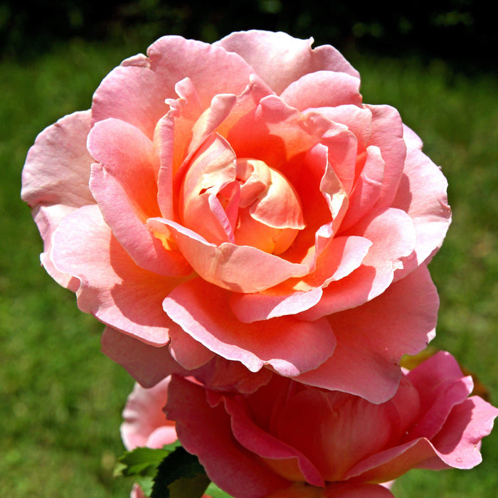 Rose, Coral Knock Out® Rose