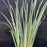 Iris, Variegated Japanese Iris