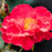 Rose, Cinnamon Hearts Rose